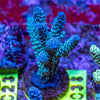 AMA SPS Frag 038
