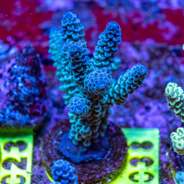 AMA SPS Frag 038