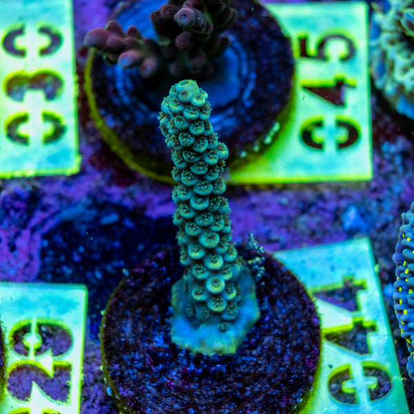 AMA SPS Frag 044