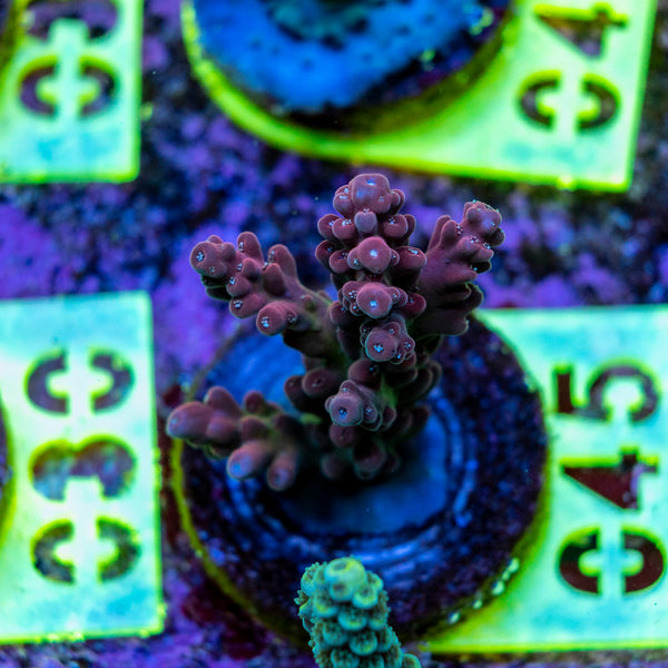 AMA SPS Frag 045