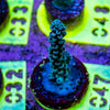 AMA SPS Frag 047