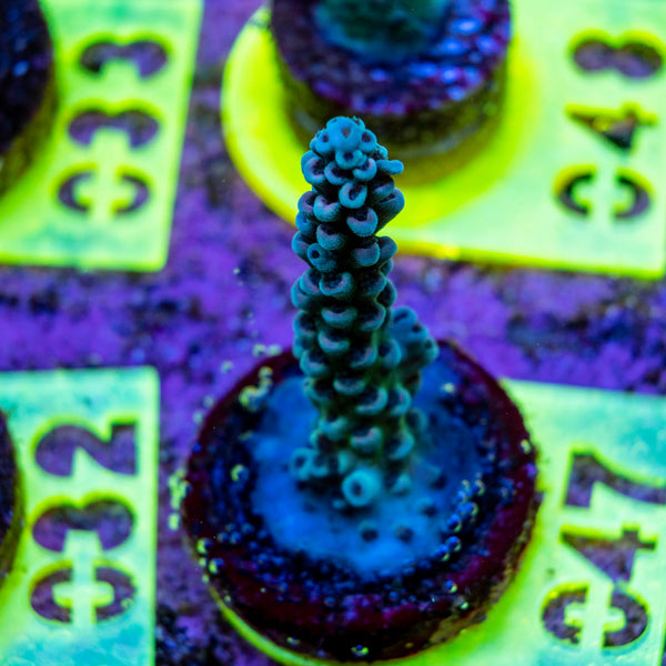 AMA SPS Frag 047