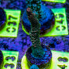 AMA SPS Frag 048