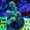 AMA SPS Frag 050