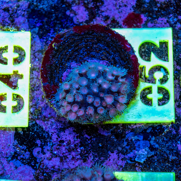 AMA SPS Frag 052 'Stylocoeniella'