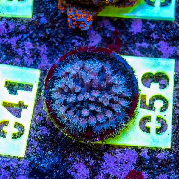 AMA SPS Frag 053 'Stylocoeniella'
