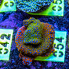 AMA SPS Frag 054 'Rainbow Montipora'