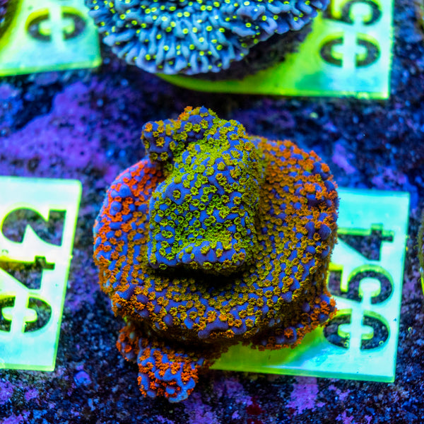 AMA SPS Frag 054 'Rainbow Montipora'