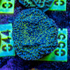 AMA SPS Frag 055 'Pink Rim'