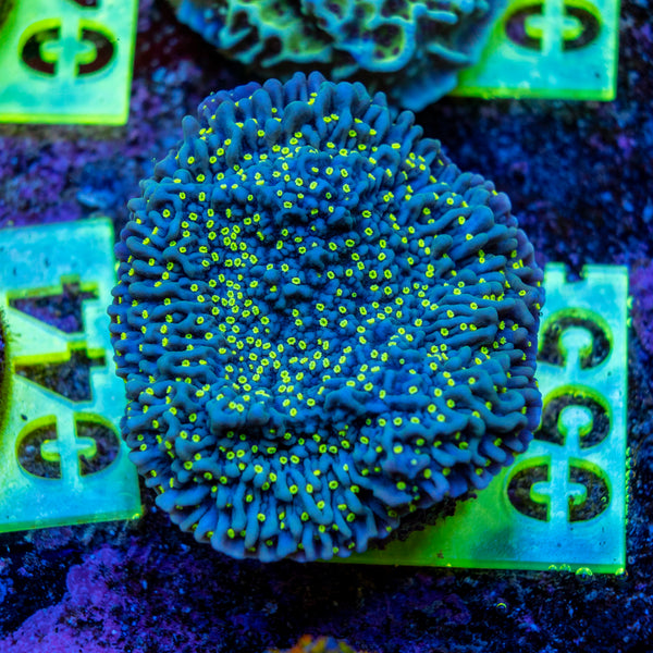AMA SPS Frag 055 'Pink Rim'