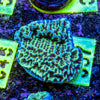AMA SPS Frag 057 'Confusa'