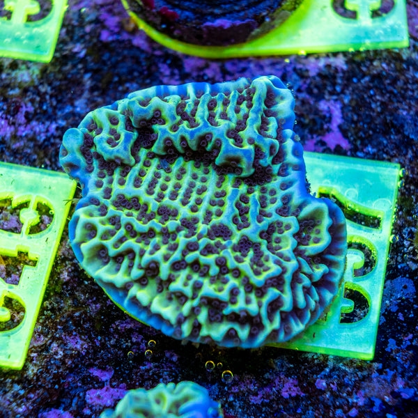 AMA SPS Frag 057 'Confusa'