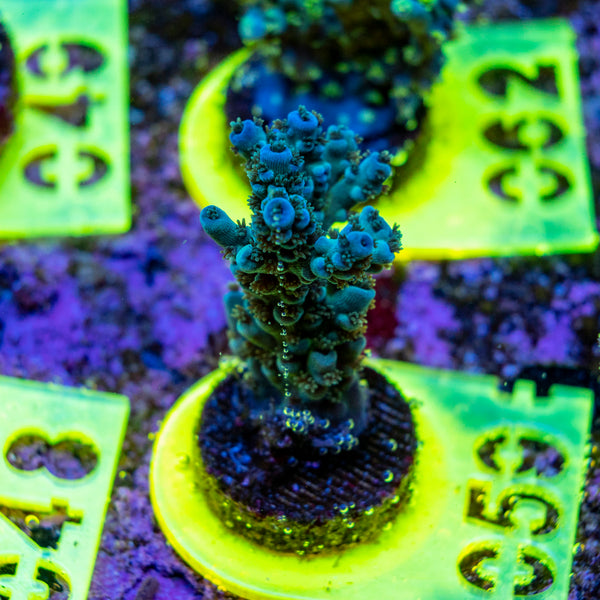 AMA SPS Frag 059