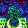 AMA SPS Frag 063