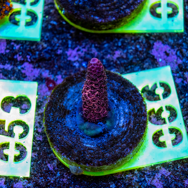 AMA SPS Frag 066