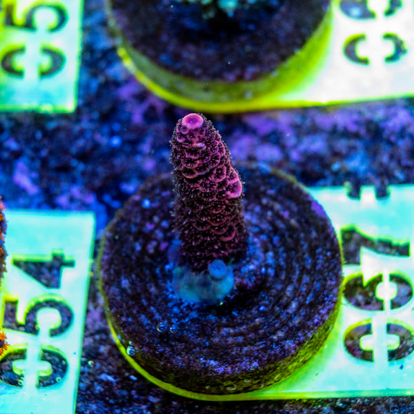 AMA SPS Frag 067