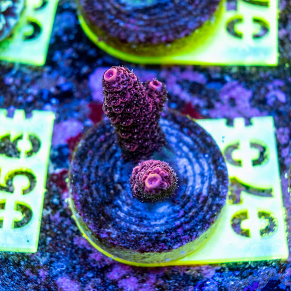 AMA SPS Frag 070