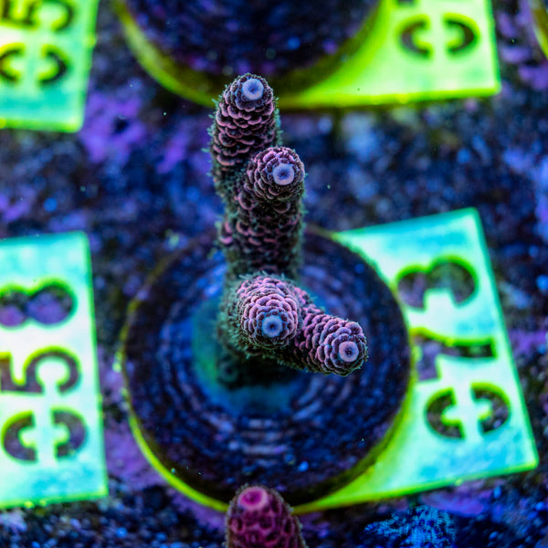 AMA SPS Frag 073
