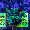 AMA SPS Frag 076