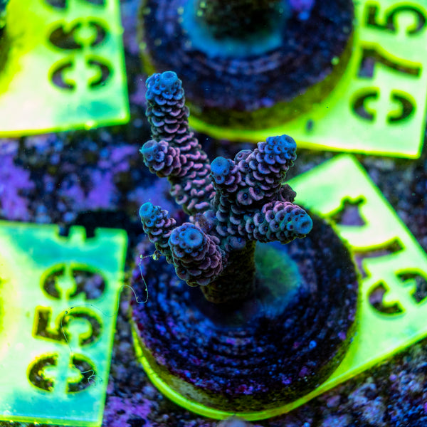 AMA SPS Frag 074