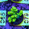 AMA SPS Frag 079