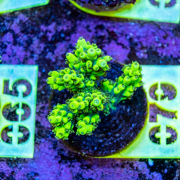 AMA SPS Frag 079