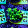 AMA SPS Frag 080