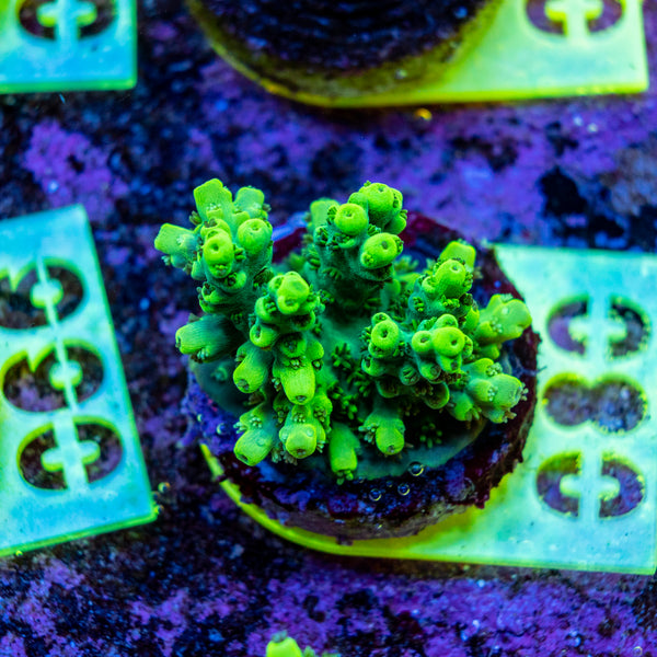 AMA SPS Frag 080