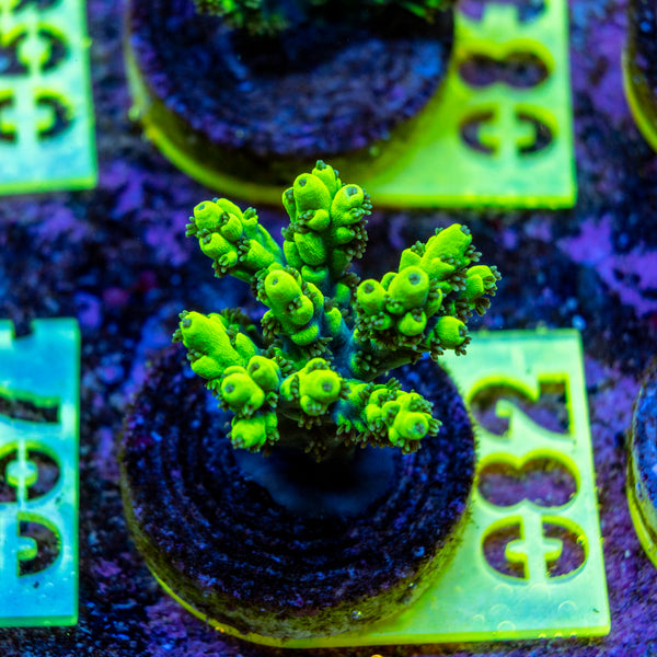 AMA SPS Frag 082