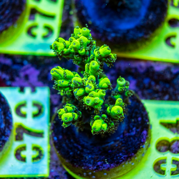 AMA SPS Frag 084