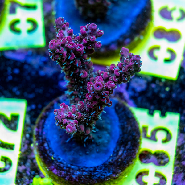 AMA SPS Frag 085 'Blueberry Pie'