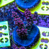 AMA SPS Frag 086 'Blueberry Pie'