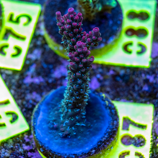 AMA SPS Frag 087 'Blueberry Pie'