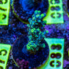 AMA SPS Frag 088