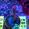 AMA SPS Frag 089 'Blueberry Pie'