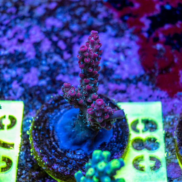 AMA SPS Frag 089 'Blueberry Pie'