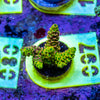 AMA SPS Frag 097 'Nuclear Nectar' - SPLICED MILLEPORA