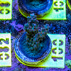 AMA SPS Frag 100