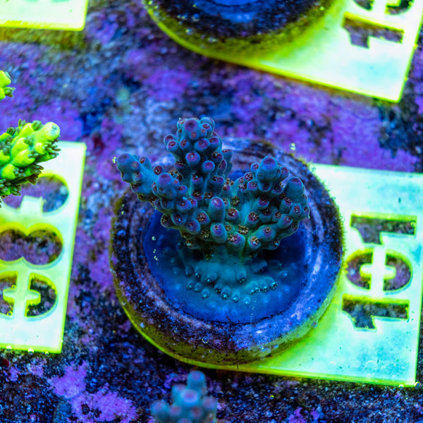 AMA SPS Frag 101
