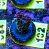 AMA SPS Frag 102 'Blueberry Pie'