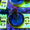 AMA SPS Frag 103 'Blueberry Pie'
