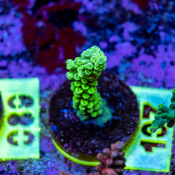 AMA SPS Frag 107