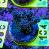 AMA SPS Frag 104