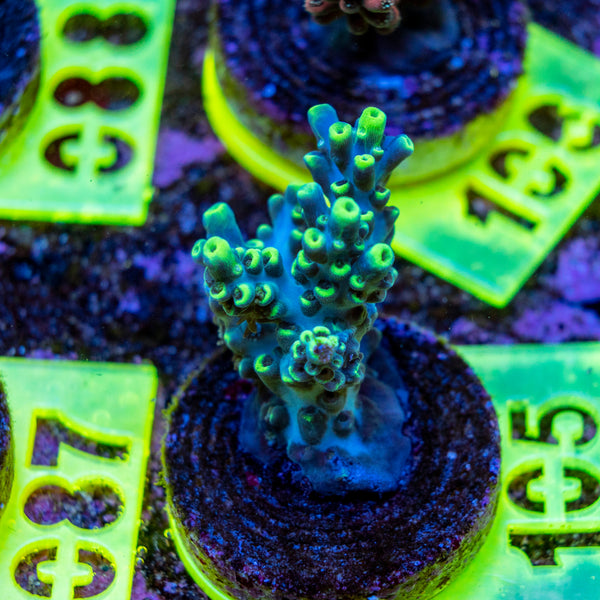AMA SPS Frag 105