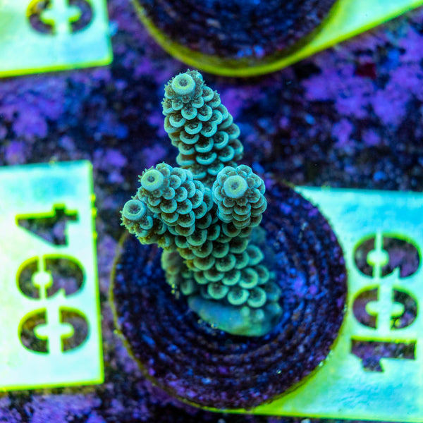 AMA SPS Frag 109