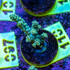 AMA SPS Frag 110