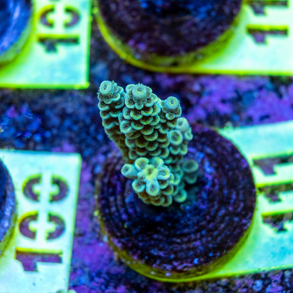 AMA SPS Frag 111