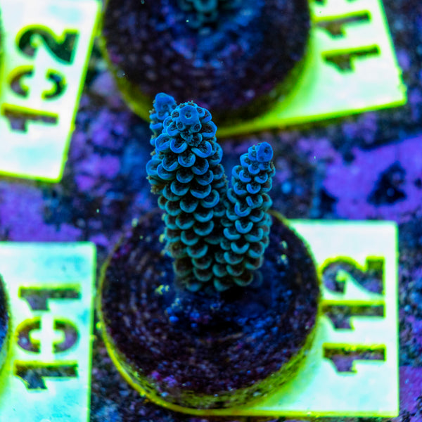 AMA SPS Frag 112