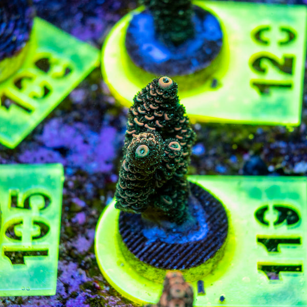 AMA SPS Frag 119