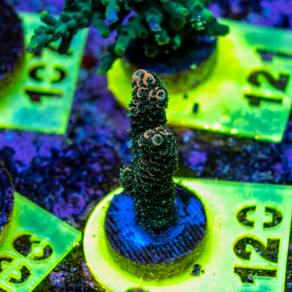 AMA SPS Frag 120